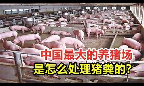 中国最大的养猪集团排行榜(中国最大的养猪集团排行榜)_https://www.gdbxwh.com_抖音快手_第1张