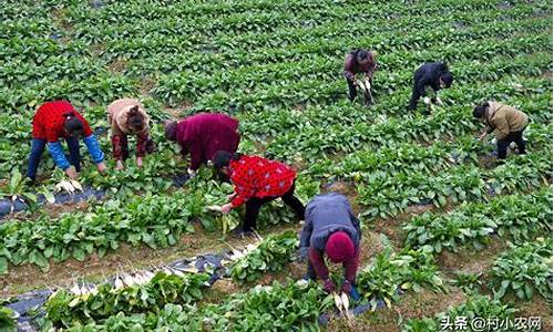 农村如何创业找项目(2024农村创业好项目)_https://www.gdbxwh.com_淘宝运营_第1张