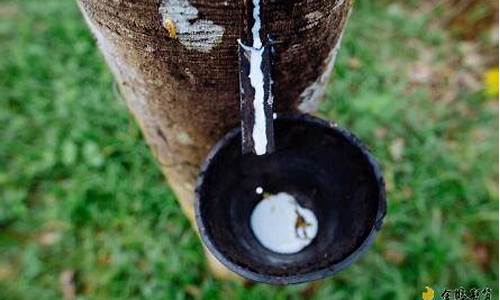 橡胶期货与什么有关系吗(橡胶期货价格走势)_开网店_第1张_电商运营网 橡胶期货与什么有关系吗(橡胶期货价格走势)_https://www.gdbxwh.com_开网店_第1张