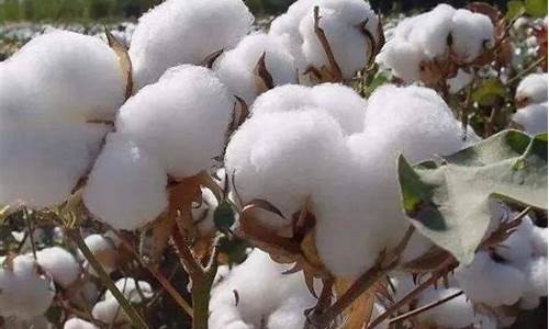 国际棉花期货(国际棉花期货最新行情)_https://www.gdbxwh.com_代运营_第1张